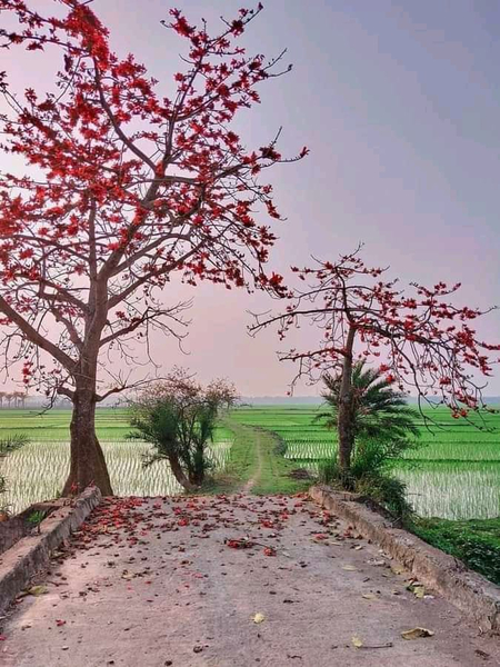 Cover photo of আউটপাড়া খেলার মাঠ